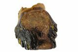 Fossil Ankylosaur Tooth - Montana #108140-1